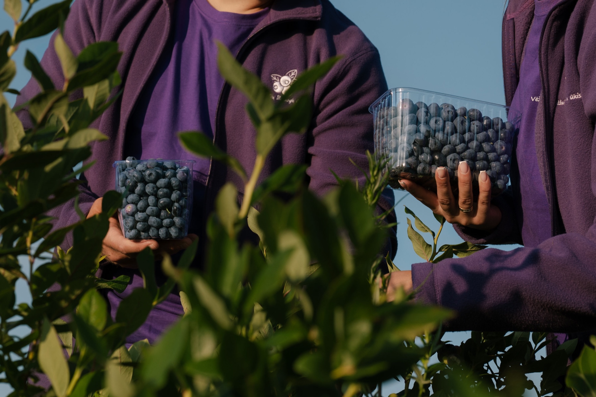 Ūkio šeimininkai – vyras ir žmona – savo šilauogių plantacijoje